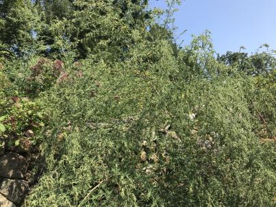 Click for 5 image(s) for this accession. HABITAT